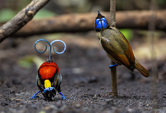 014 Wilson's birds-of-paradise (Diphyllodes respublica) - Waigeo island  Indonesia
