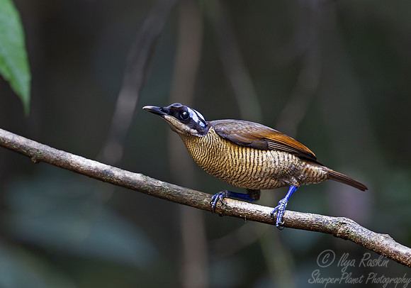 017 Wilson's bird-of-paradise female (Diphyllodes respublica) - Waigeo island  Indonesia