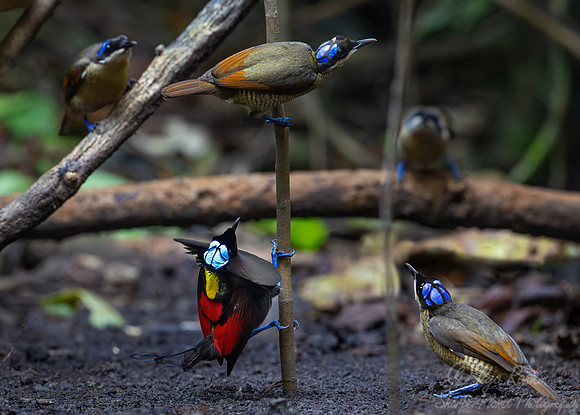 013 Wilson's birds-of-paradise (Diphyllodes respublica) - Waigeo island  Indonesia