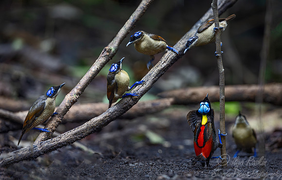 012 Wilson's birds-of-paradise (Diphyllodes respublica) - Waigeo island  Indonesia