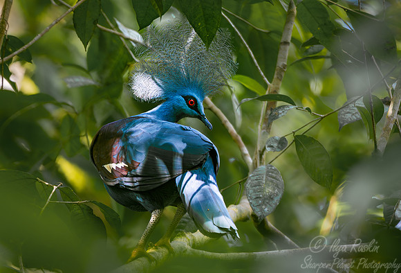 018 Western crowned pigeon (Goura cristata) - Waigeo island  Indonesia
