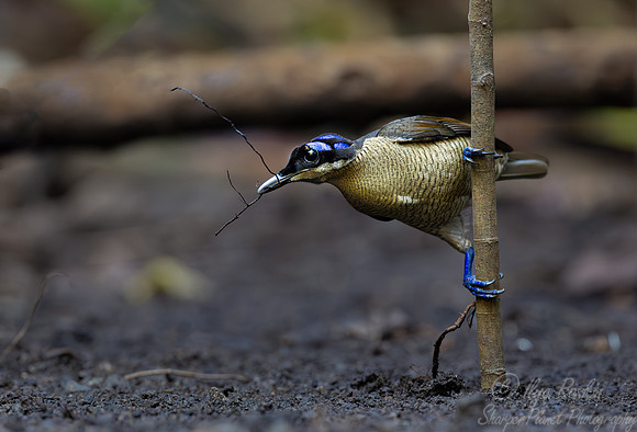 018 Wilson's bird-of-paradise female (Diphyllodes respublica) - Waigeo island  Indonesia