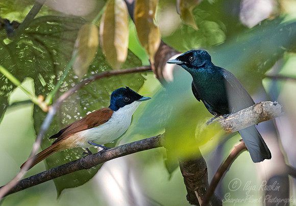 019 Shining flycatchers male and female (Myiagra alecto) - Waigeo island Indonesia