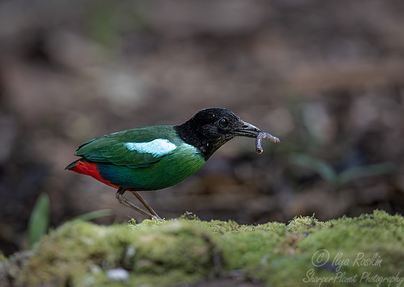 023 Hooded pitta (Pitta sordida) - Waigeo island Indonesia
