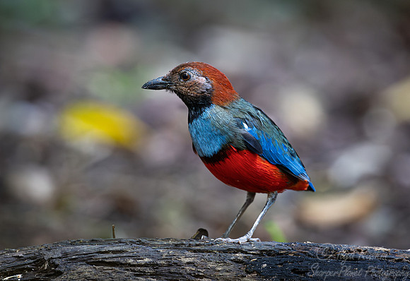 024 Papuan pitta (Erythropitta macklotii) - Waigeo island Indonesia