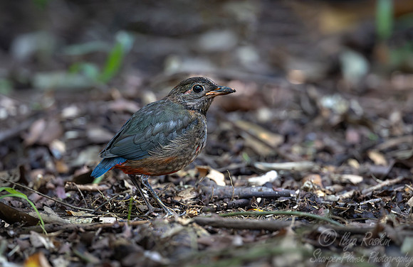 026 Red-bellied Pitta (Erythropitta erythrogaster) - Waigeo island Indonesia