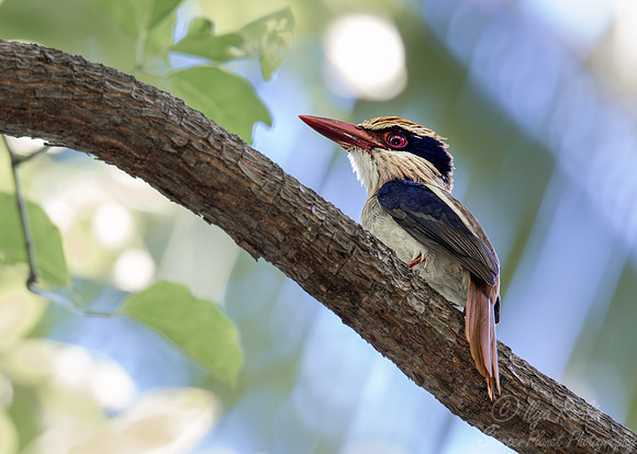 031 Sulawesi lilac kingfisher (Cittura cyanotis) - Sulawesi Indonesia