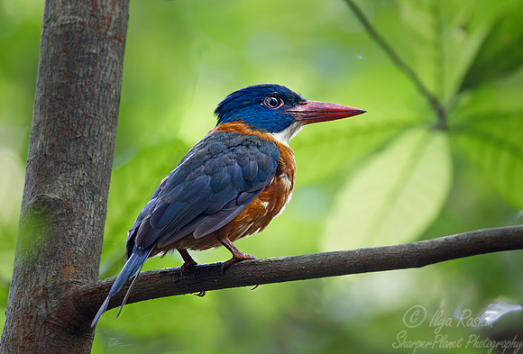 030 Green-backed Kingfisher (Actenoides monachus) - Sulawesi Indonesia