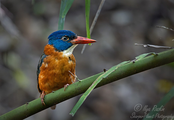 029 Green-backed Kingfisher (Actenoides monachus) - Sulawesi Indonesia