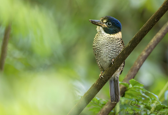 032 Scaly-breasted kingfisher (Actenoides princeps) - Sulawesi Indonesia
