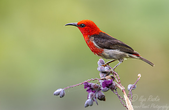 035 Sulawesi myzomela (Myzomela chloroptera) - Sulawesi Indonesia