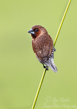 037 Scaly-breasted munia (Lonchura punctulata) - Sulawesi Indonesia