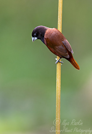 038 Black-headed munia (Lonchura atricapilla) - Sulawesi Indonesia