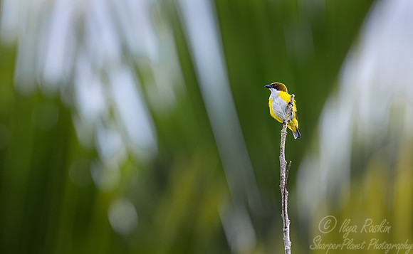 039 Yellow-sided flowerpecker (Dicaeum aureolimbatum) - Sulawesi Indonesia