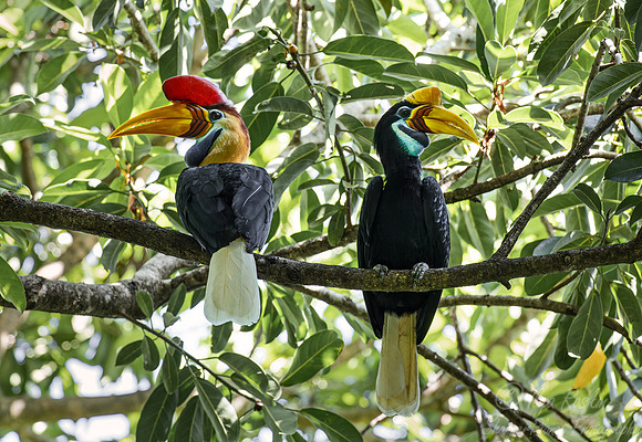 040 Knobbed hornbill (Rhyticeros cassidix) - Sulawesi Indonesia