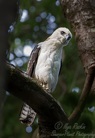 042 Sulawesi hawk-eagle (Nisaetus lanceolatus) - Sulawesi Indonesia