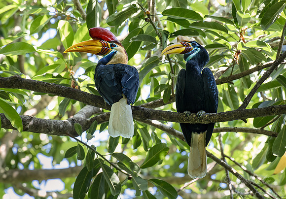 041 Knobbed hornbill (Rhyticeros cassidix) - Sulawesi Indonesia
