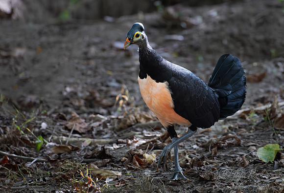 044 Maleo (Macrocephalon maleo) - Sulawesi Indonesia