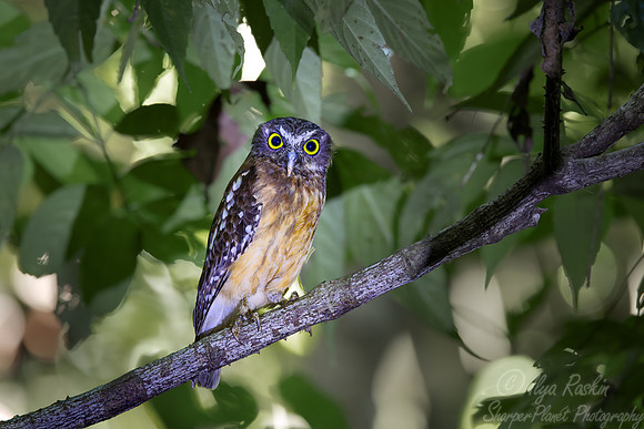 043 Ochre-bellied boobook (Ninox ochracea) - Sulawesi Indonesia