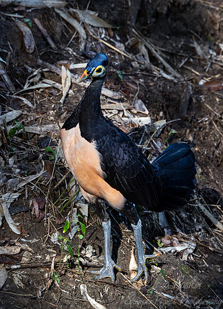 046 Maleo (Macrocephalon maleo) - Sulawesi Indonesia