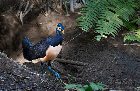 045 Maleo (Macrocephalon maleo) - Sulawesi Indonesia
