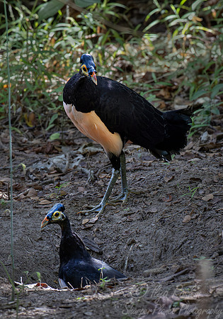 047 Maleos (Macrocephalon maleo) - Sulawesi Indonesia