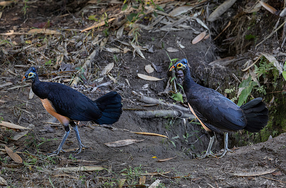 046 Maleos (Macrocephalon maleo) - Sulawesi Indonesia