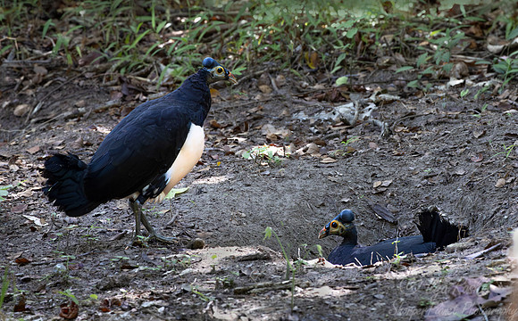 048 Maleos (Macrocephalon maleo) - Sulawesi Indonesia
