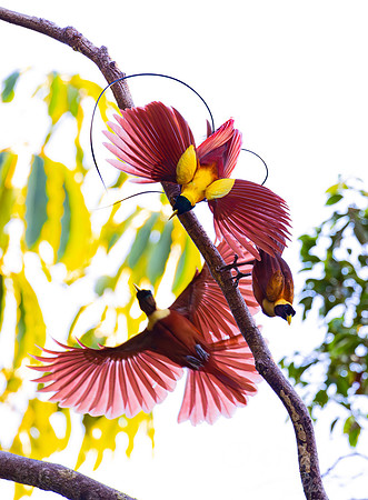 004 Red birds-of-paradise (Paradisaea rubra) - Waigeo island  Indonesia