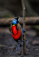 2023 Indonesia Birds
