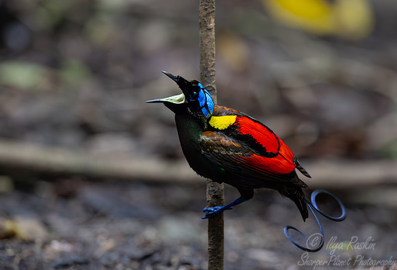 010 Wilson's bird-of-paradise (Diphyllodes respublica) - Waigeo island  Indonesia