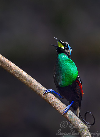 016 Wilson's bird-of-paradise (Diphyllodes respublica) - Waigeo island  Indonesia