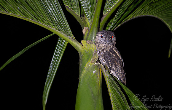 021 Javan frogmouth (Batrachostomus javensis) - Waigeo island Indonesia