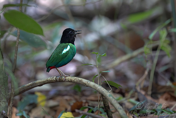 022 Hooded pitta (Pitta sordida) - Waigeo island Indonesia