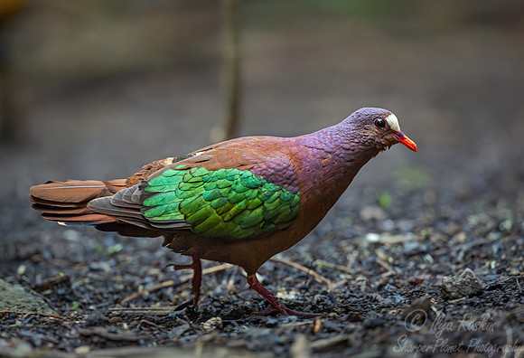 020 - Emerald doves (Chalcophaps indica) - Waigeo island Indonesia