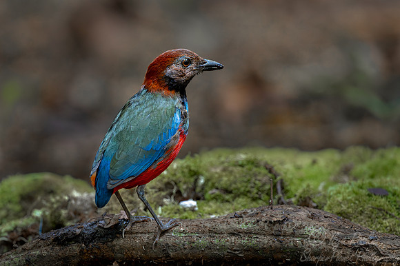 025 Papuan pitta (Erythropitta macklotii) - Waigeo island Indonesia