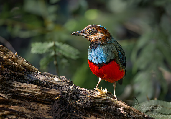027 Sulawesi pitta (Erythropitta celebensis) (Erythropitta erythrogaster) - Sulawesi Indonesia