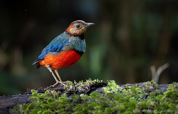 028 Sulawesi pitta (Erythropitta celebensis) (Erythropitta erythrogaster) - Sulawesi Indonesia