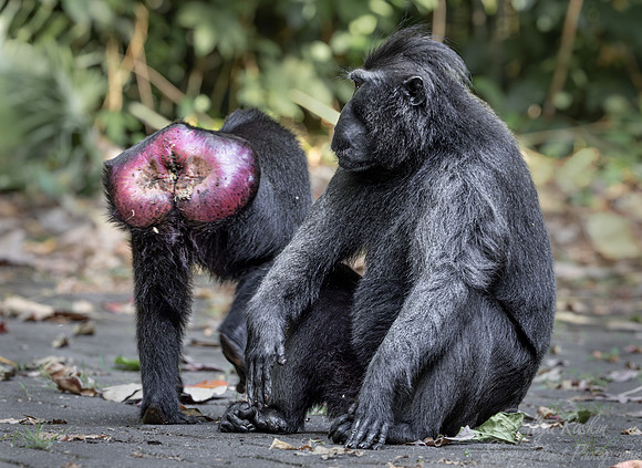 201 Celebes crested macaques (Macaca nigra) - Sulawesi Indonesia