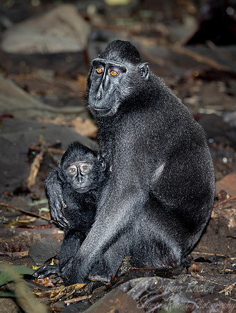205 Celebes crested macaques (Macaca nigra) - Sulawesi Indonesia