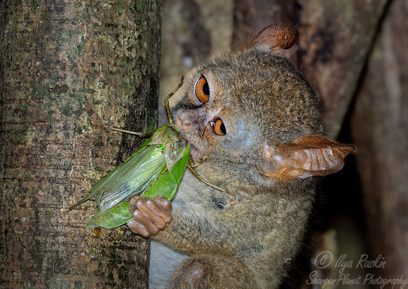 210 Spectral tarsier (Tarsius spectrum) - Sulawesi Indonesia