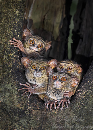 207 Spectral tarsiers (Tarsius spectrum) - Sulawesi Indonesia