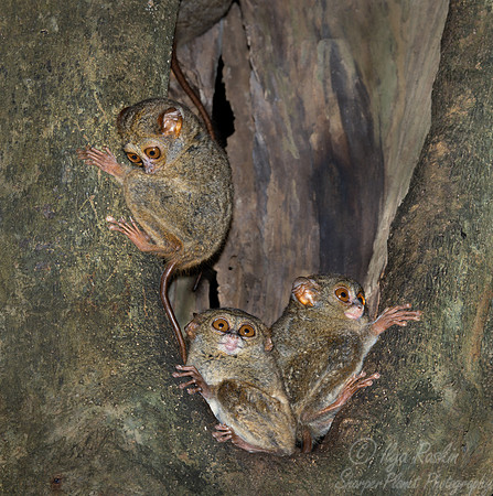209 Spectral tarsiers (Tarsius spectrum) - Sulawesi Indonesia