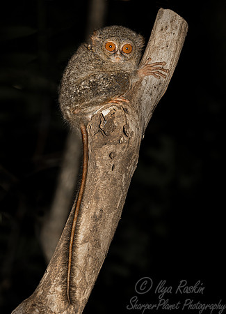 211 Spectral tarsier (Tarsius spectrum) - Sulawesi Indonesia