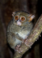 2023 Indonesian Mammals etc.