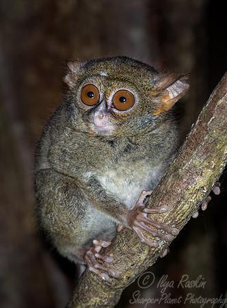 212 Spectral tarsier (Tarsius spectrum) - Sulawesi Indonesia
