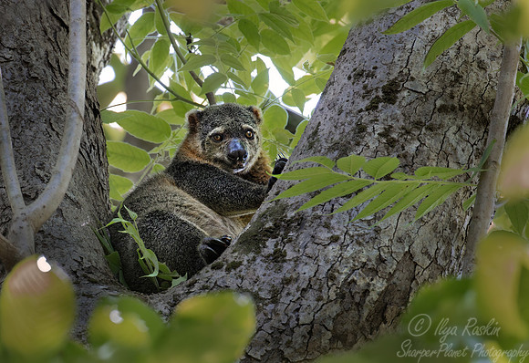 228 Sulawesi bear cuscus (Ailurops ursinus) - Sulawesi Indonesia