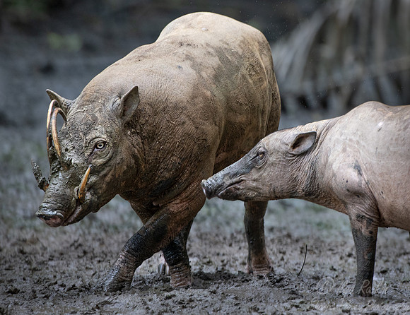 241 North Sulawesi babirusa (Babyrousa celebensis) - Sulawesi Indonesia