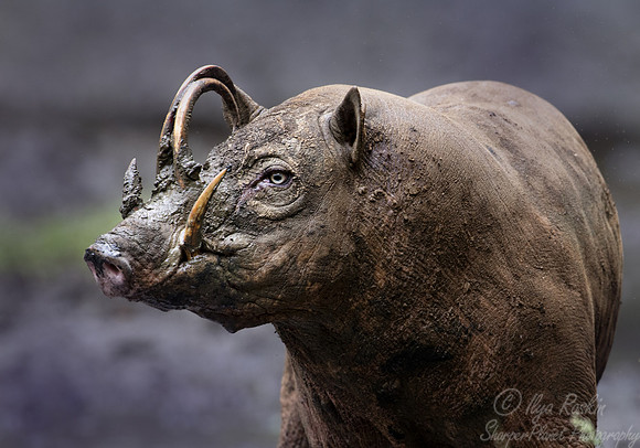 243 North Sulawesi babirusa (Babyrousa celebensis) - Sulawesi Indonesia