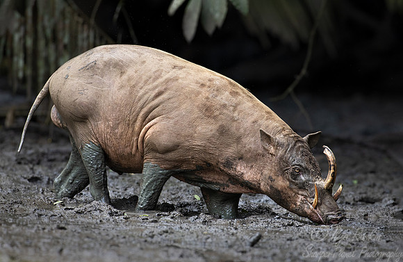 244 North Sulawesi babirusa (Babyrousa celebensis) - Sulawesi Indonesia